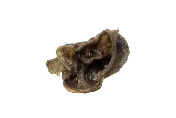 Schweine Ohr Muscheln – Bild 2
