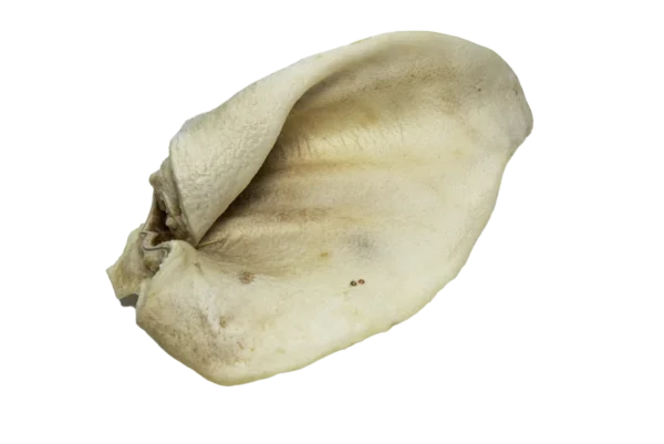 Schweine Honigohren – Bild 2