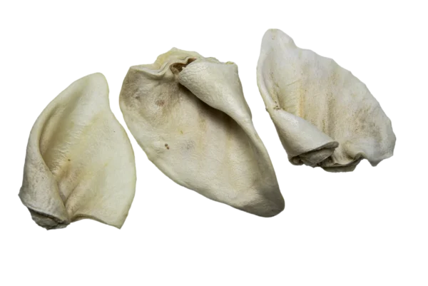 Schweine Honigohren
