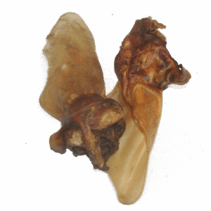 Rinderohr mit Muschel