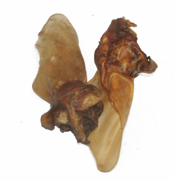 Rinderohr mit Muschel